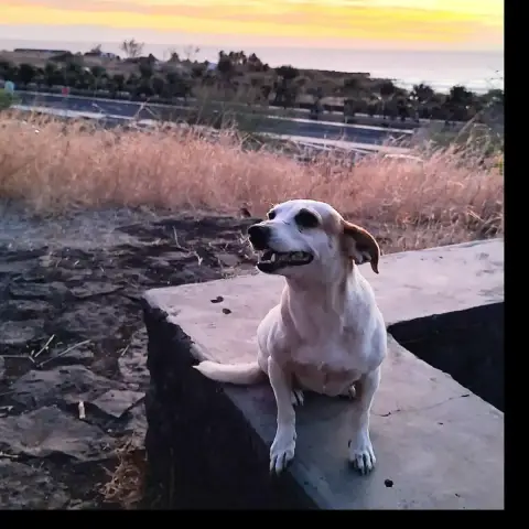 Pitaya