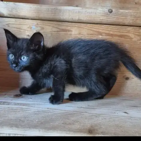 Osiris