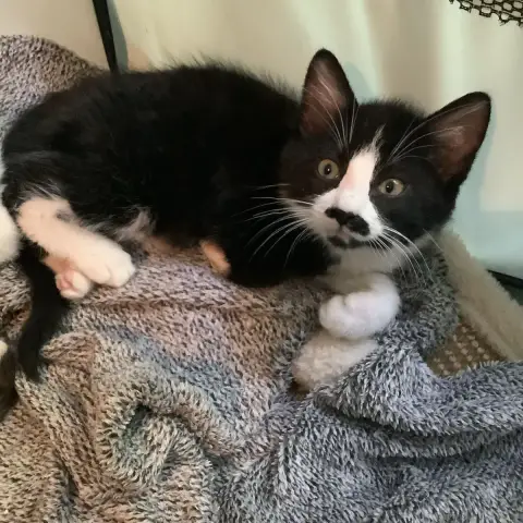 Miro