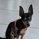 Ziggy
