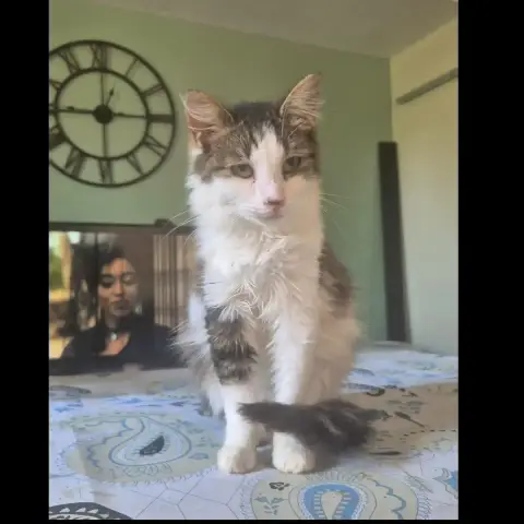 Pirouette