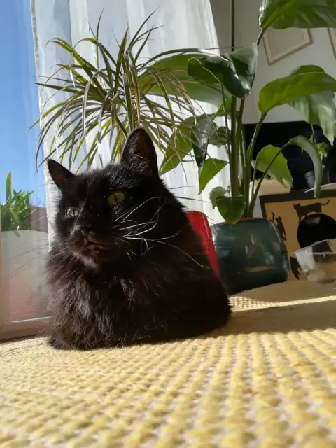 Milo photo 3