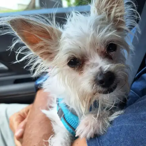 Molly photo 2