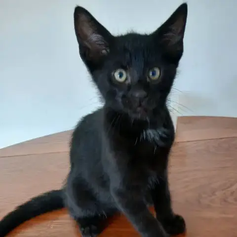 Chaton