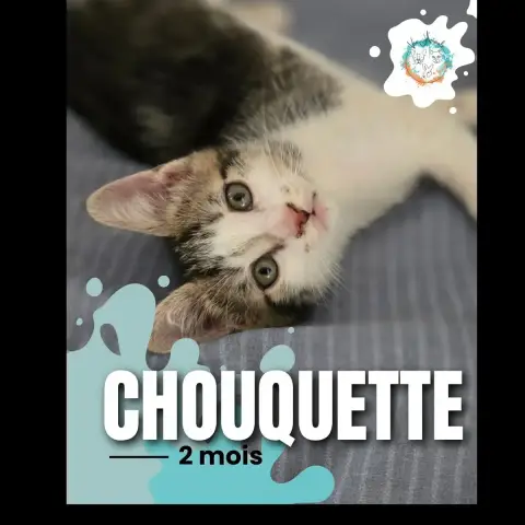 Chouquette