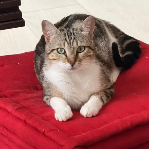 Albus