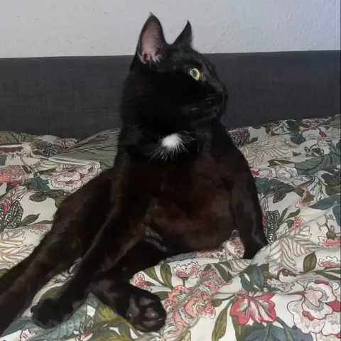 Remy photo 3
