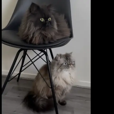 Tchalla Et Yuumi