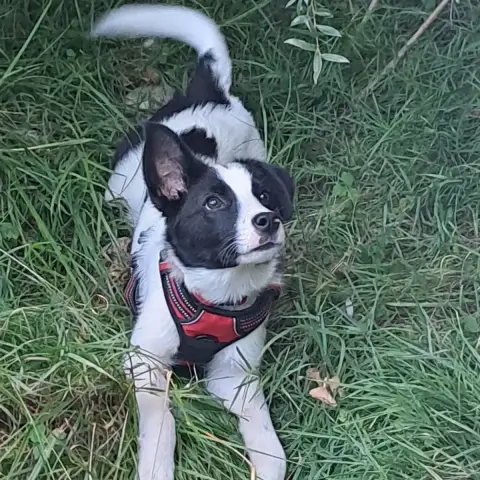 Brenus