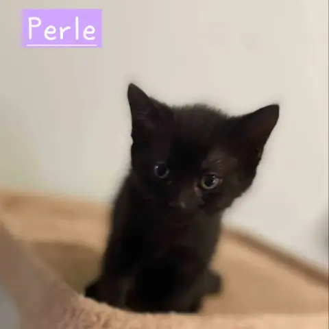 Perle