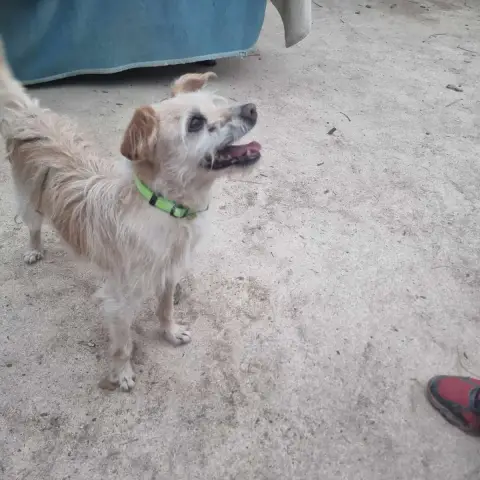 Pancho