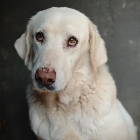 Uma Une Tres Gentille Chienne