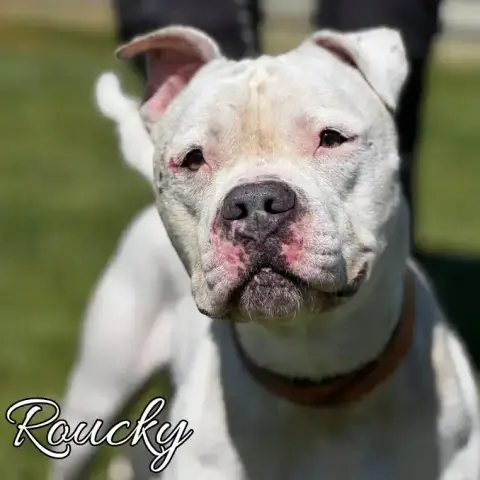 Roucky