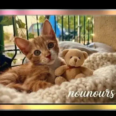 Nounours
