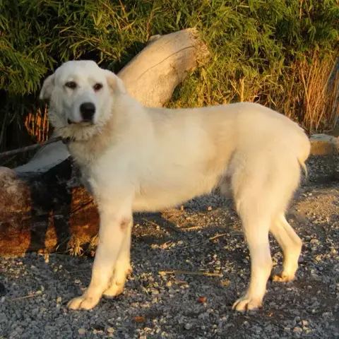 Fabio