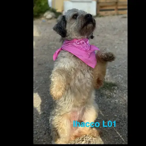 Lhalco photo 2