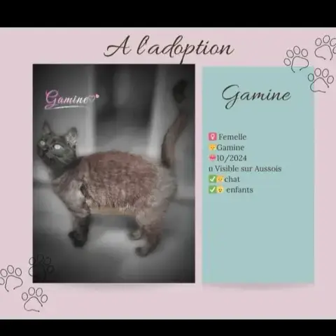 Gamine