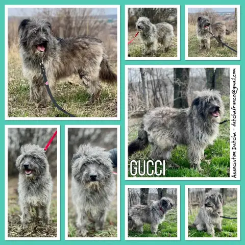 Gucci