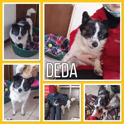 Deda