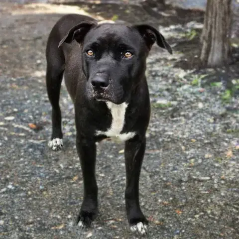 Saphira Chienne photo 3