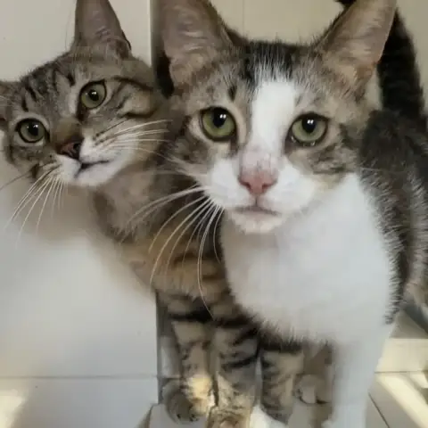 Dakatine Et Albus