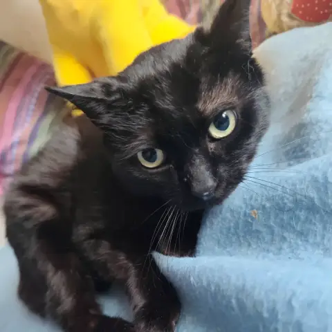 Berlioz