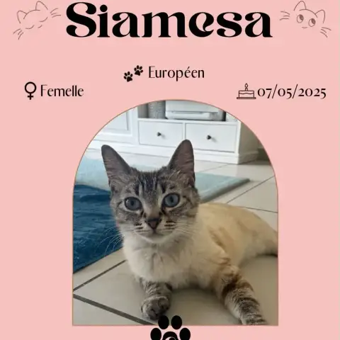 Siamesa