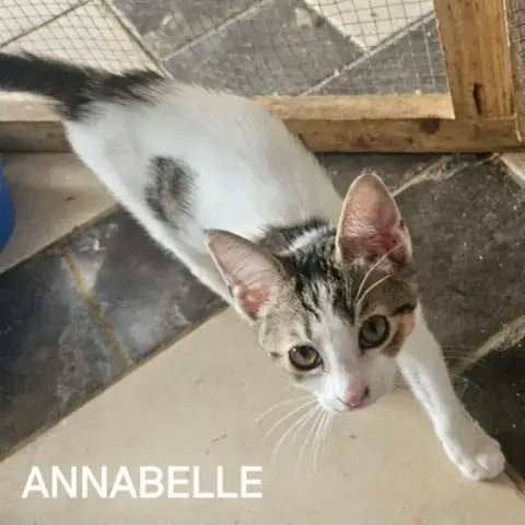 Annabelle