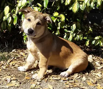 Mambo