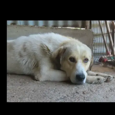 Carson photo 3