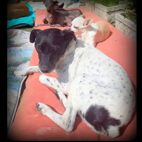 Boli photo 3