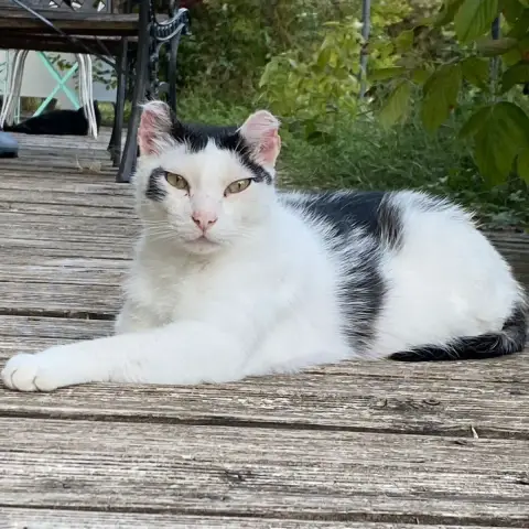 Charly