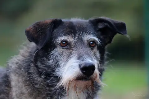 Elba