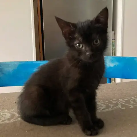 Bono