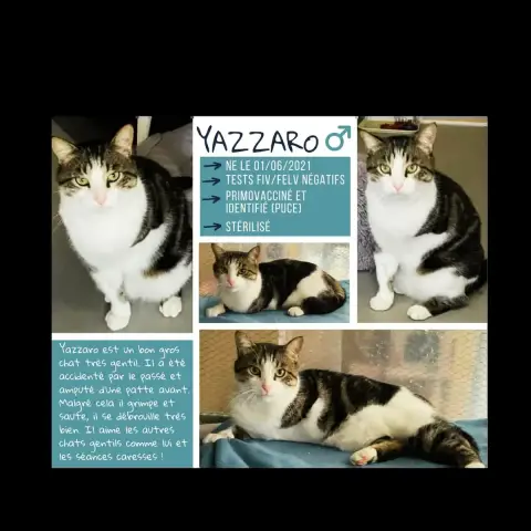 Yazzaro