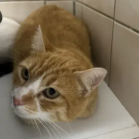 Sirius