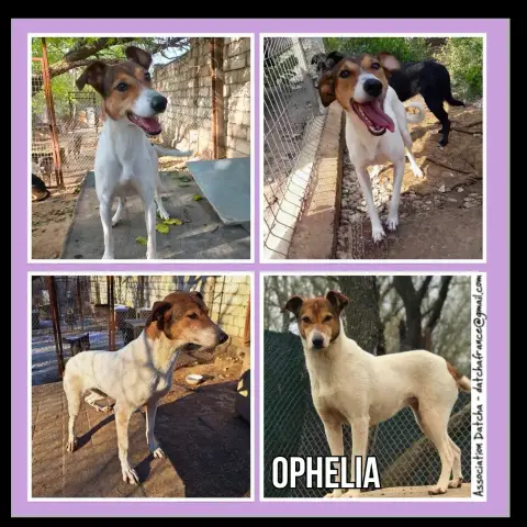 Ophelia