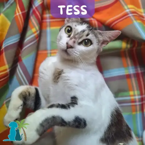 Tess