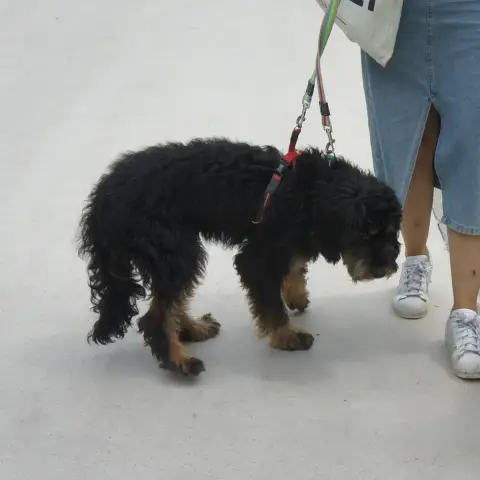 Jasper photo 3