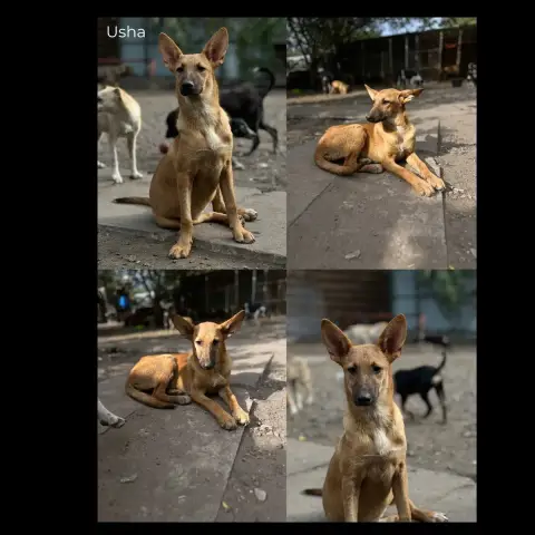 Usha