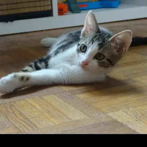Calista photo 2