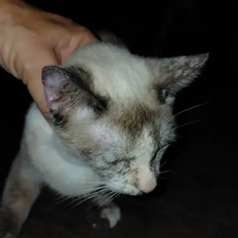 Bianca Chatte Style Siamoise photo 3