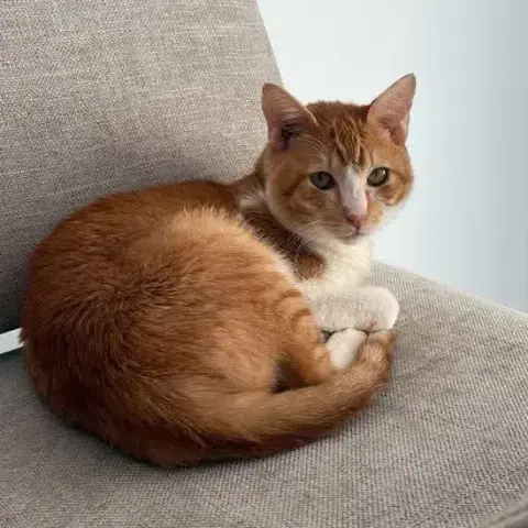 Citrouille