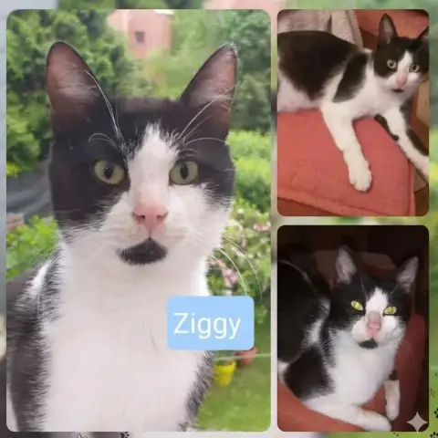 Ziggy