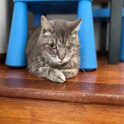 Oli