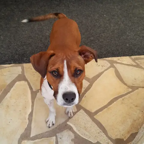 Koffee Chien Réunion