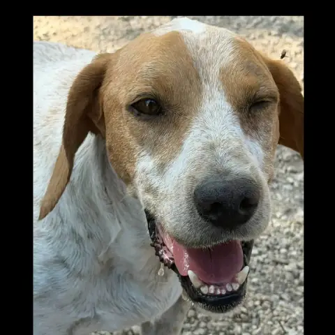 Rambo photo 2