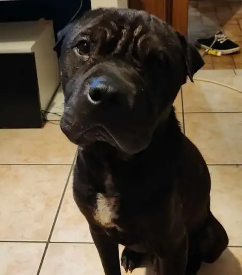 Cooper