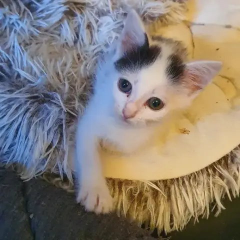 Domino