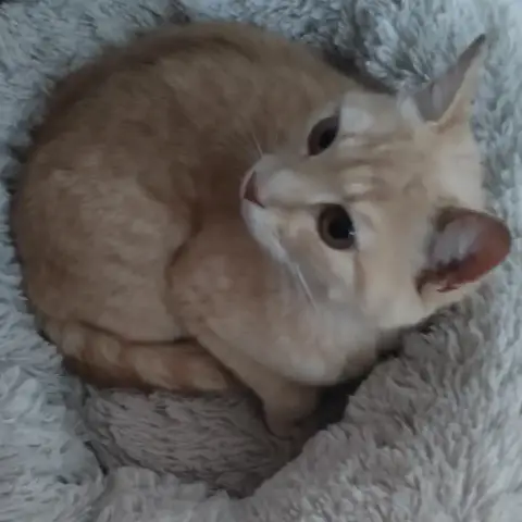 Caramel photo 2